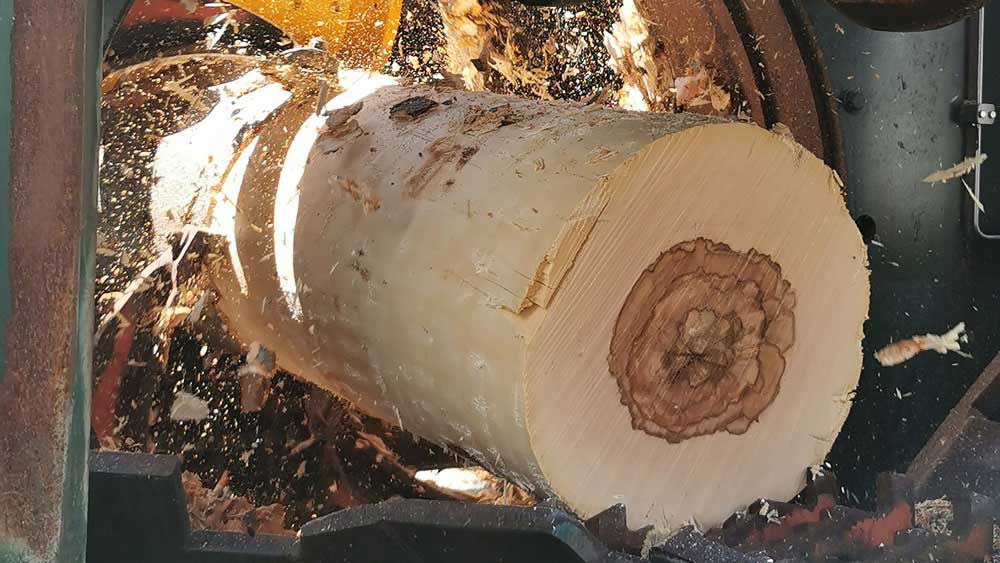 Baumstamm in der Entrindungsmaschine vom Sägewerk Selle